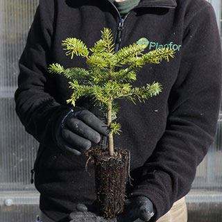 Christmas Tree - Nordmann Fir plug plant